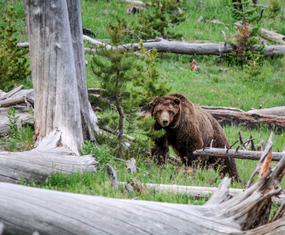 Grizzly on Dunraven Pass