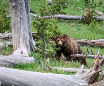 Grizzly on Dunraven Pass photo