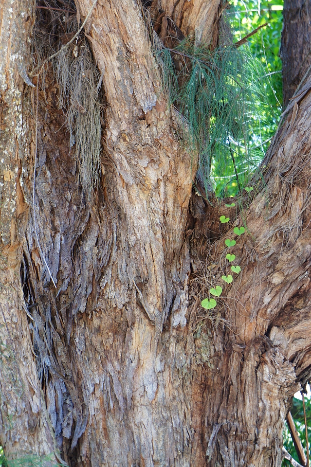 Green branches forest