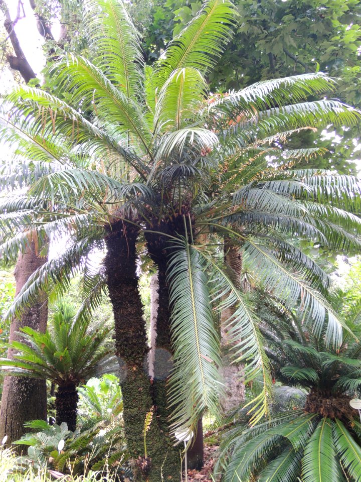 Cycas circinalis L. Cycadaceae. "Palmera de sagú".
