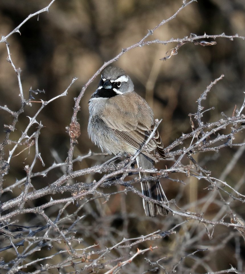 880 - BLACK-THROATED SPARROW (3-8-2017) west end patagonia lake, santa cruz co, az -01