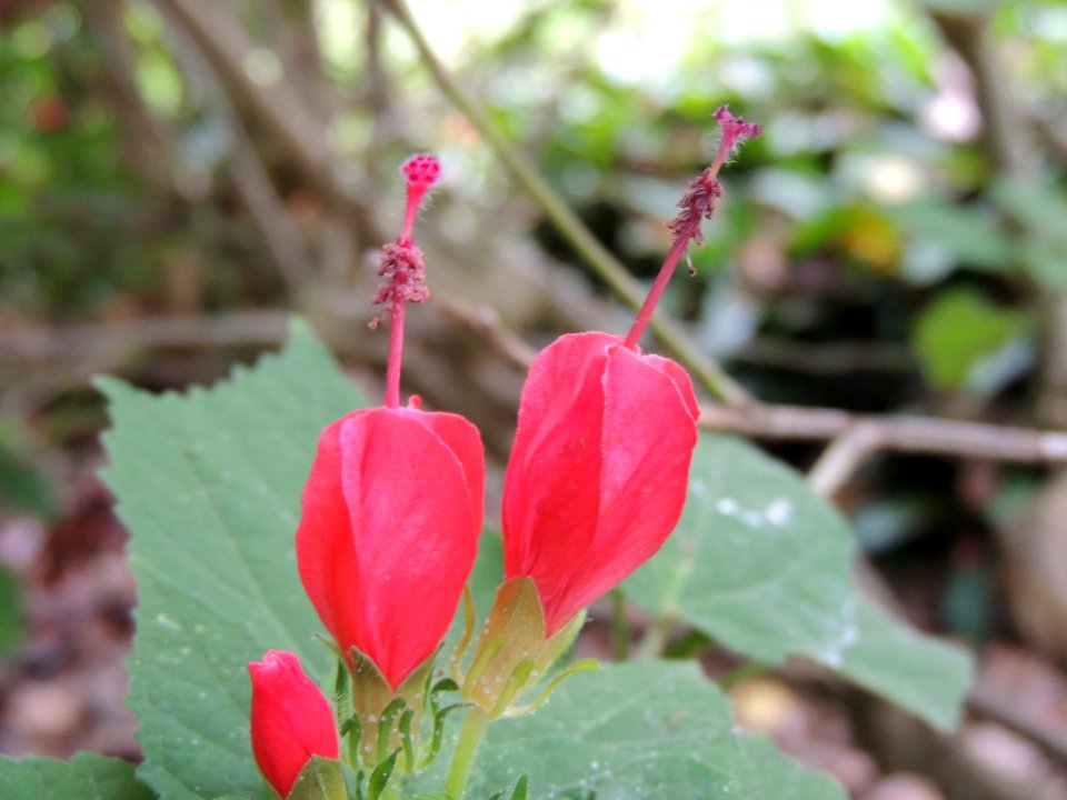 Malvaviscus arboreus Cav. Malvaceae. "Arito, mapola".