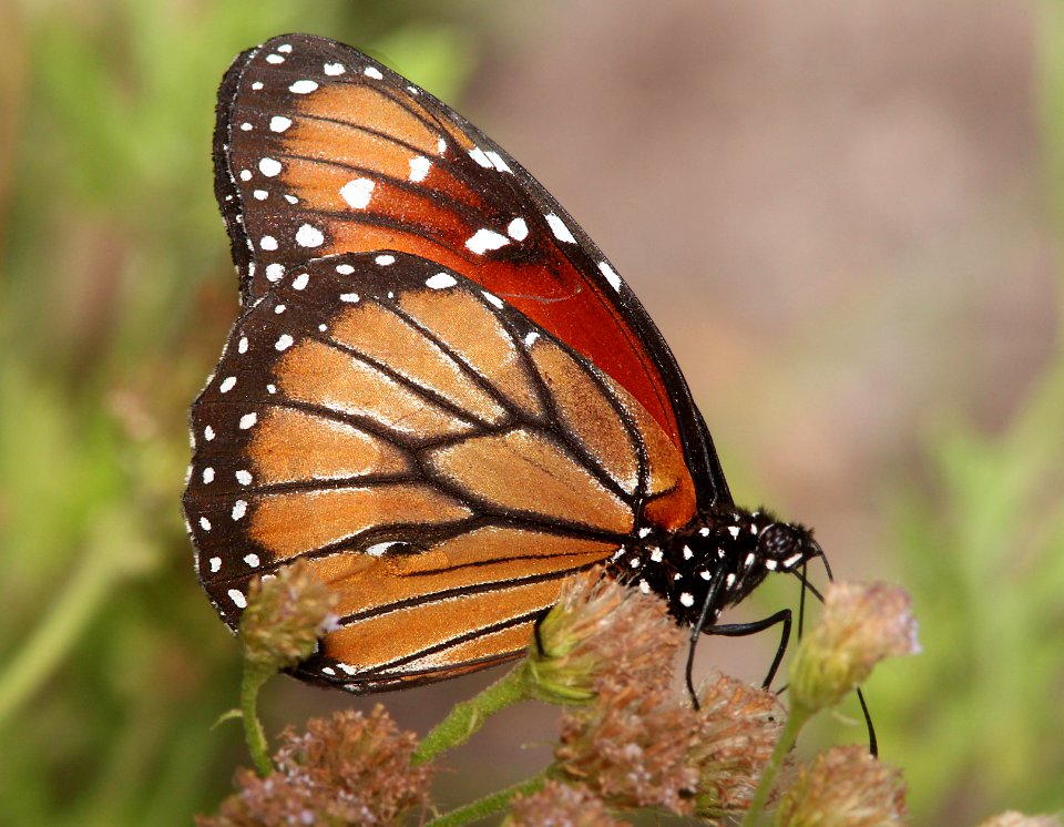 SOLDIER (Danaus eresimus) (11-6-13) the butterfly center, mission, tx -02