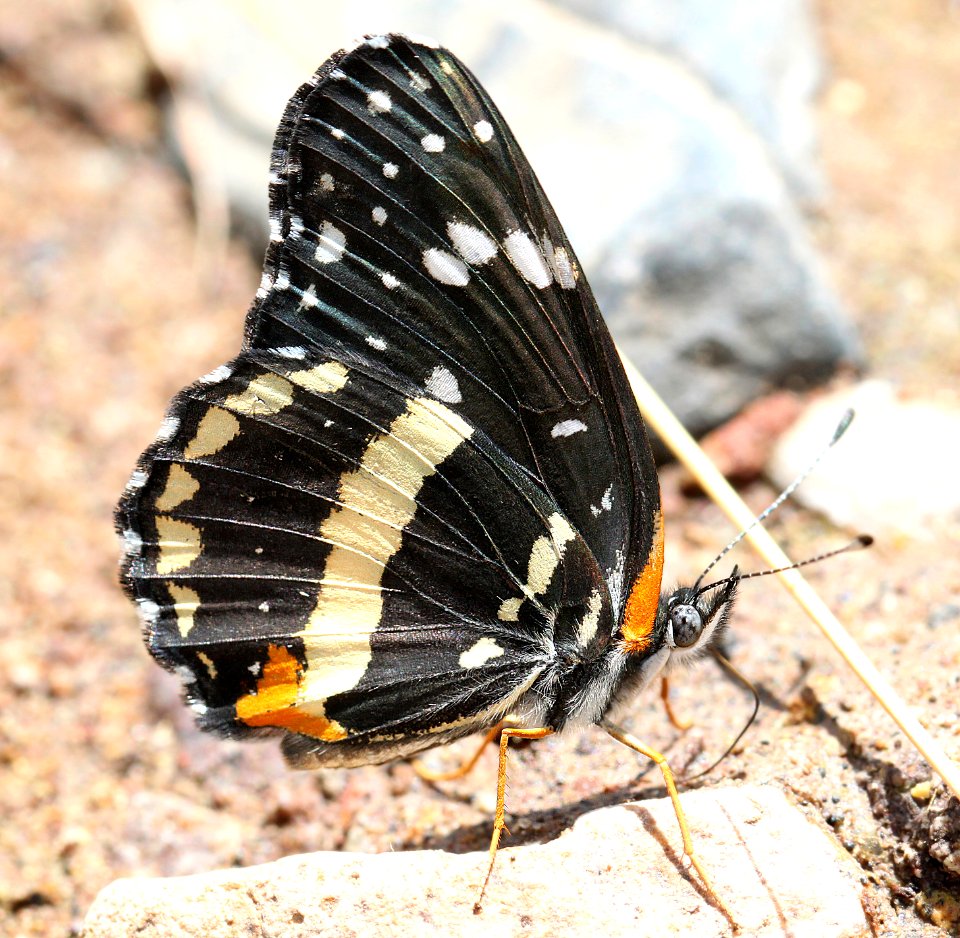 PATCH, BORDERED (Chlosine lacinia) (7-21-12) harshaw road, patagonia mts, scc, az