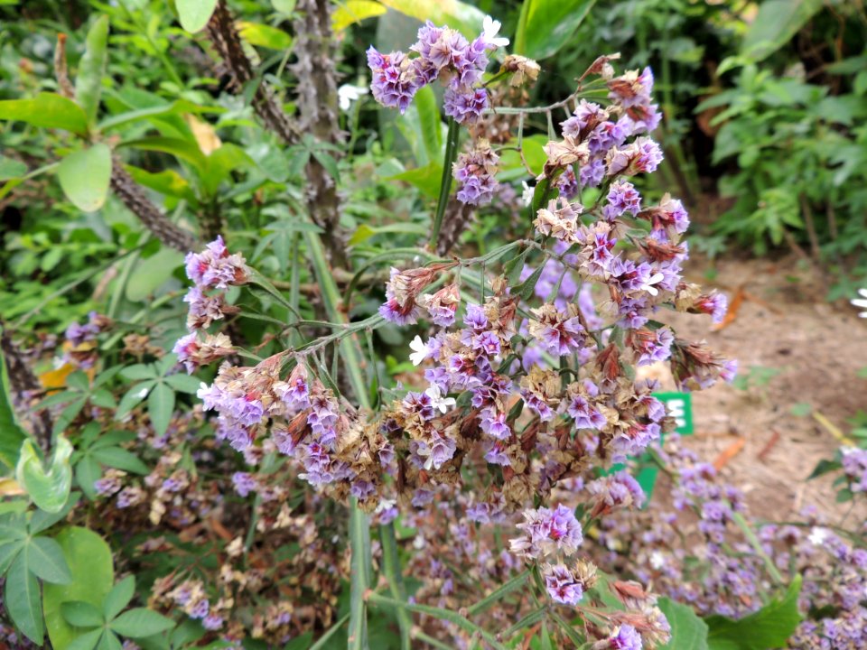 Limonium sinuatum (L.) Mill. Plumbaginaceae.