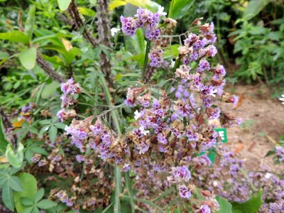 Limonium sinuatum (L.) Mill. Plumbaginaceae.