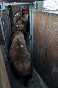 33 of 35 Loading bison at Stephens Creek bison pens 2883