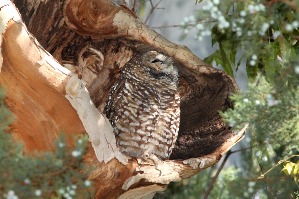 OWL, SPOTTED (10-9-12) huachuca mts, cochise co, az -01