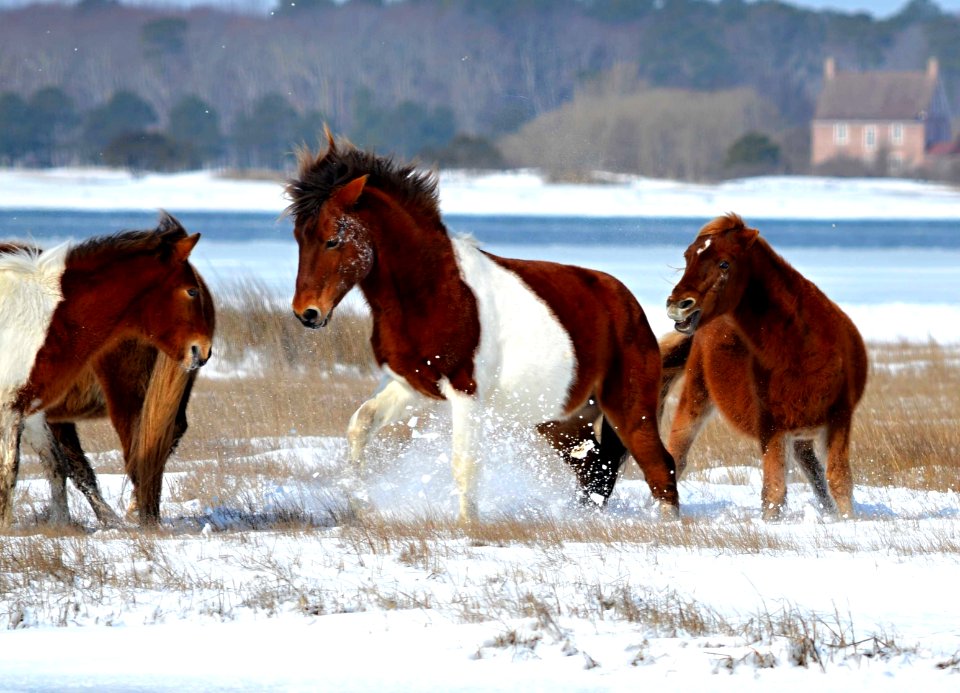 Horse Squabble (Winter 2015)