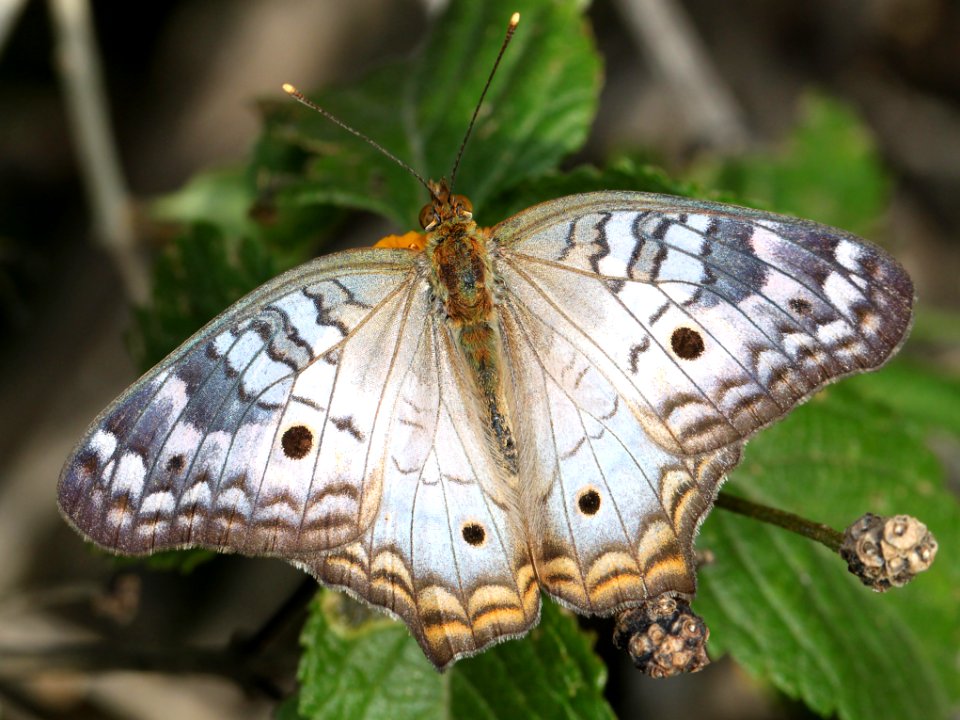 PEACOCK, WHITE Anartia jatrophae) (11-5-13) mission, tx -01