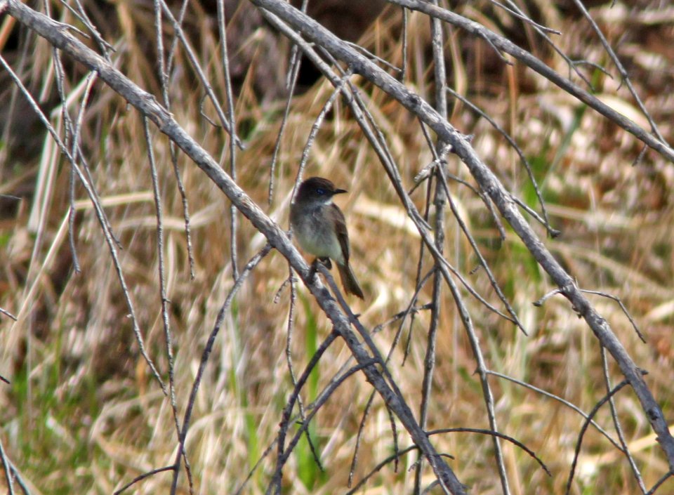 PHOEBE. EASTERN (3-30-11) patagonia sonoita creek preserve, patagonia, scc, az -02