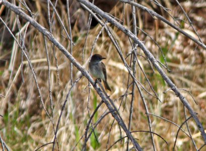 PHOEBE. EASTERN (3-30-11) patagonia sonoita creek preserve, patagonia, scc, az -02