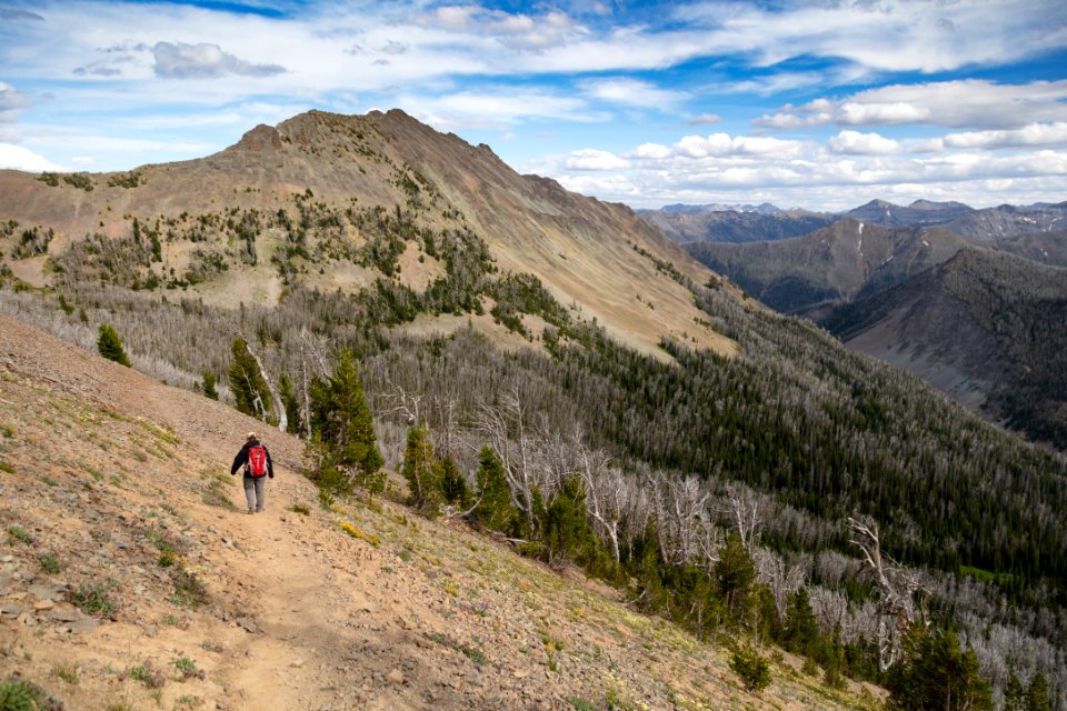 Hiker coming down the Avalanche Peak trail through the krumholtz (3)