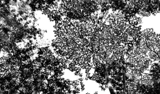 Kuilau Ridge Trail, kauai co, hawaii  (9) BW