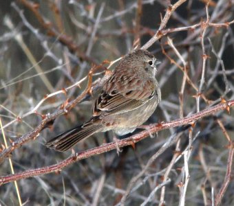 SPARROW, BOTTERI'S (2-5-13) circulo montana, patagonia lake ranch estates, scc, az -SURVEY LOCATION 01