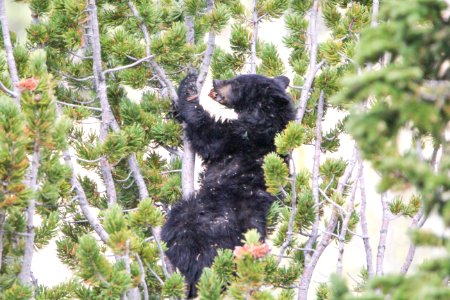 Black bear in whitebark pine