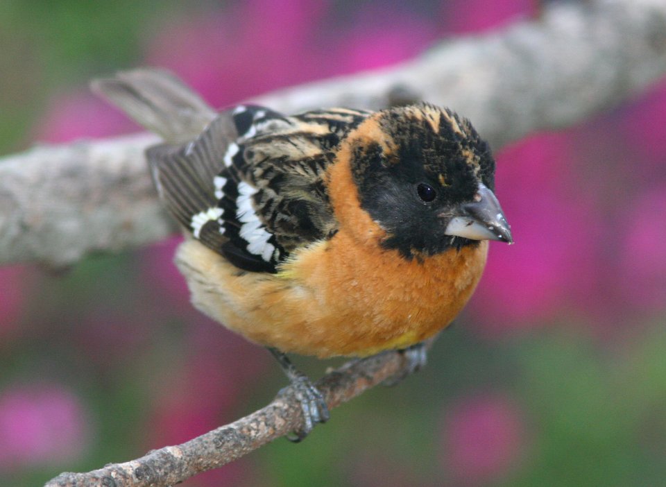 GROSBEAK, BLACK-HEADED (5-25-08) juv male, canet rd, san luis obispo co, ca