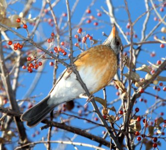 ROBIN, RUFOUS-BACKED (1-4-11) patagonia lake, scc, az -05