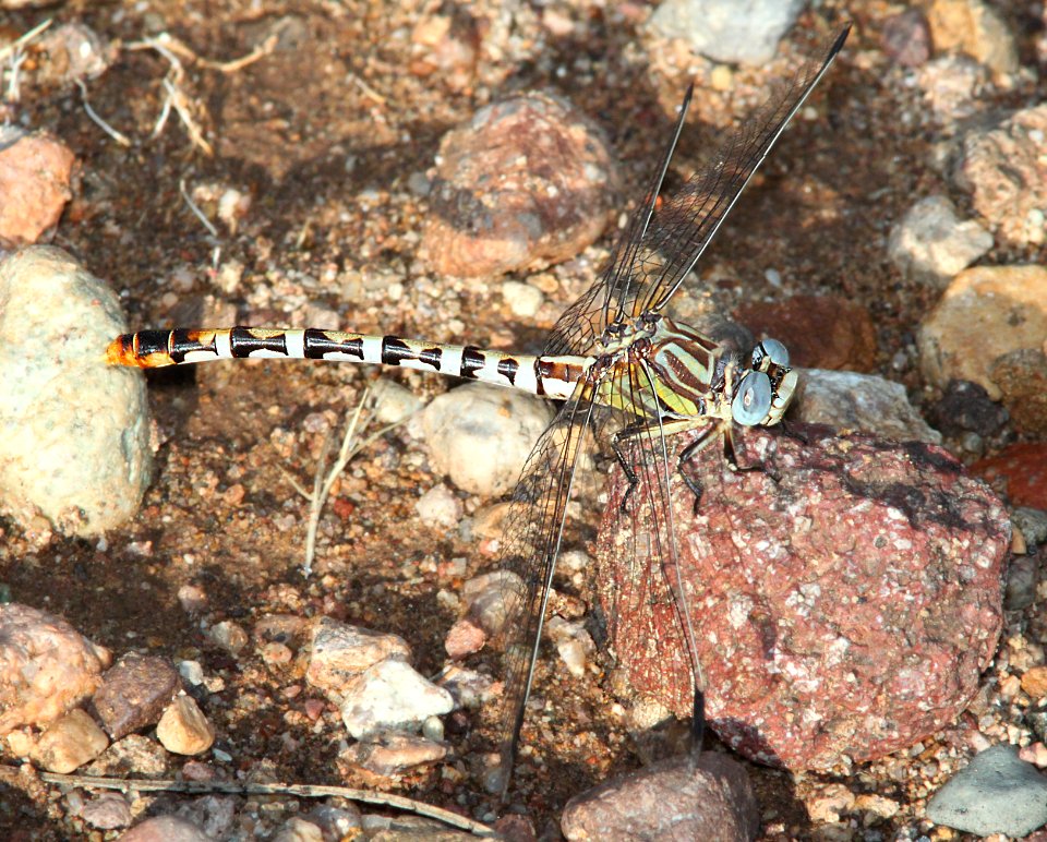 SERPENT RINGTAIL (Erpetogomphus lampropeltis natrix) (9-14-11) patagonia lake, scc, az -01