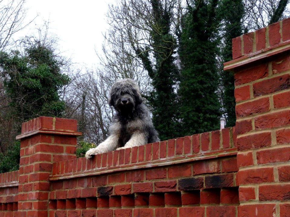 Friendly Guard Dog