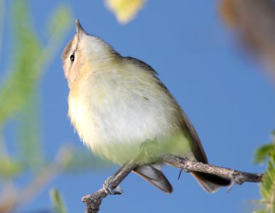VIREO, WARBLING? (5-10-11) patagonia lake, scc, az -03