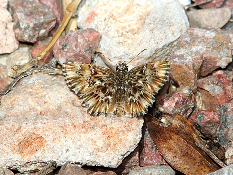 SKIPPER, COMMON STREAKY (Celotes nessus) (3-27-11) 78 circulo montana, patagonia lake ranch estates, scc, az -02