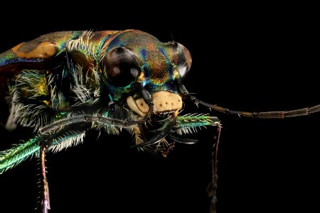 Cicindela haemorrhagica 29JUL2019 MAMM Oberg face closeup1b