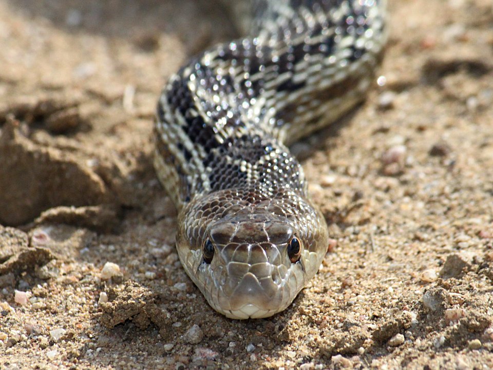 SNAKE, GOPHER (pituophis catenifer) (11-6-10) carrizo plain nat mon, slo co, ca -02