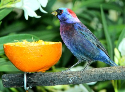 925 - VARIED BUNTING (5-29-2014) 78 circulo montana, patagonia lake ranch estates, scc, az -03