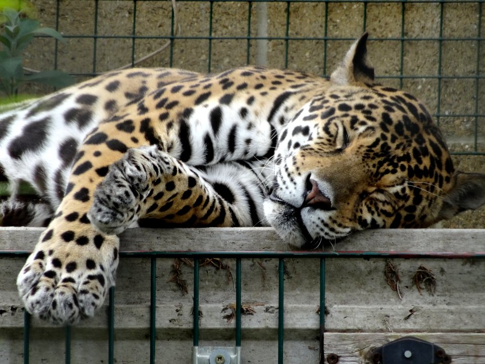 JAGUAR