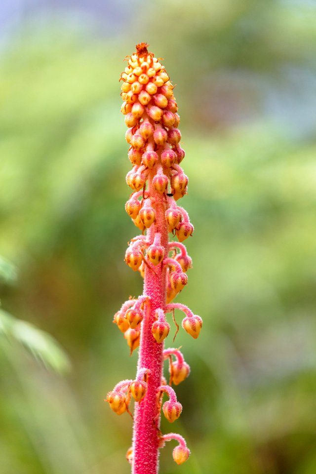 Woodland pinedrops - Pterospora andromedea