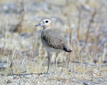 PLOVER, MOUNTAIN (11-19-08) carrizo -08
