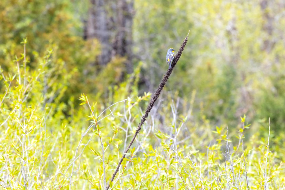 Yellow-rumped warbler along the Yellowstone River