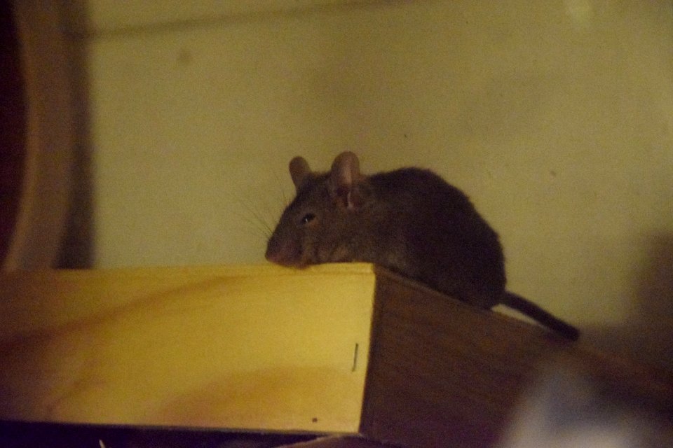 Sleepy mouse