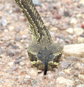 RATTLESNAKE, MOJAVE (Crotalus scutulatus) (9-9-12) san rafael grasslands, scc, az -05