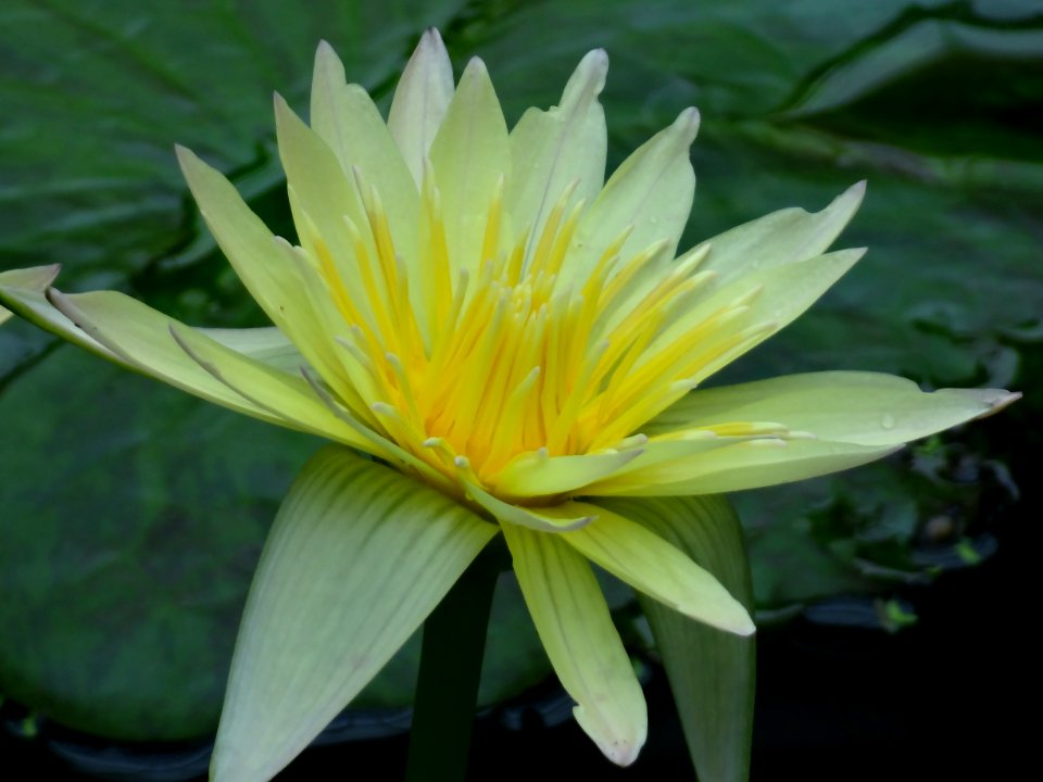 WATER LILLY KEW GARDENS photo