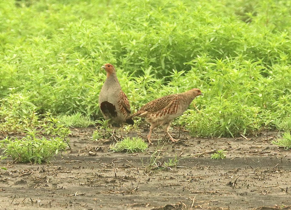 075 - GRAY PARTRIDGE (6-9-2018) grand forks co, nd -01