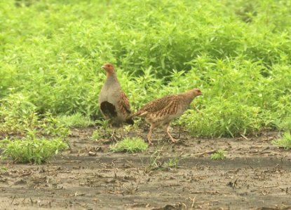 075 - GRAY PARTRIDGE (6-9-2018) grand forks co, nd -01