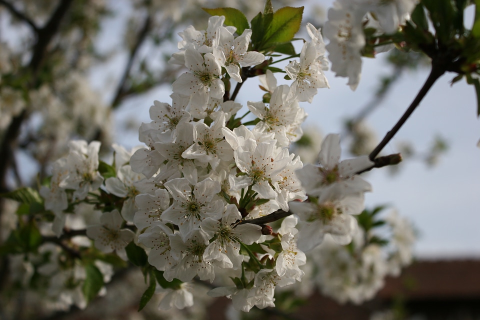 Blossom bloom fruit tree