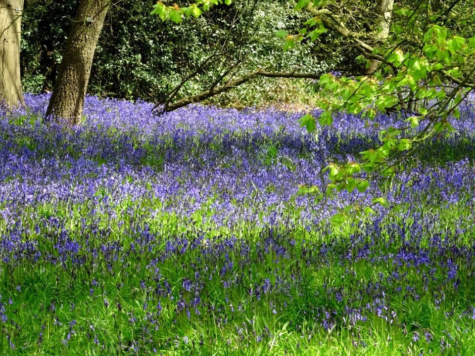 BLUEBELLS KEW GARDENS