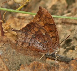 LEAFWING, TROPICAL (Anaea aidea) (9-27-12) ca gulch, pajarito mts, scc, az -01