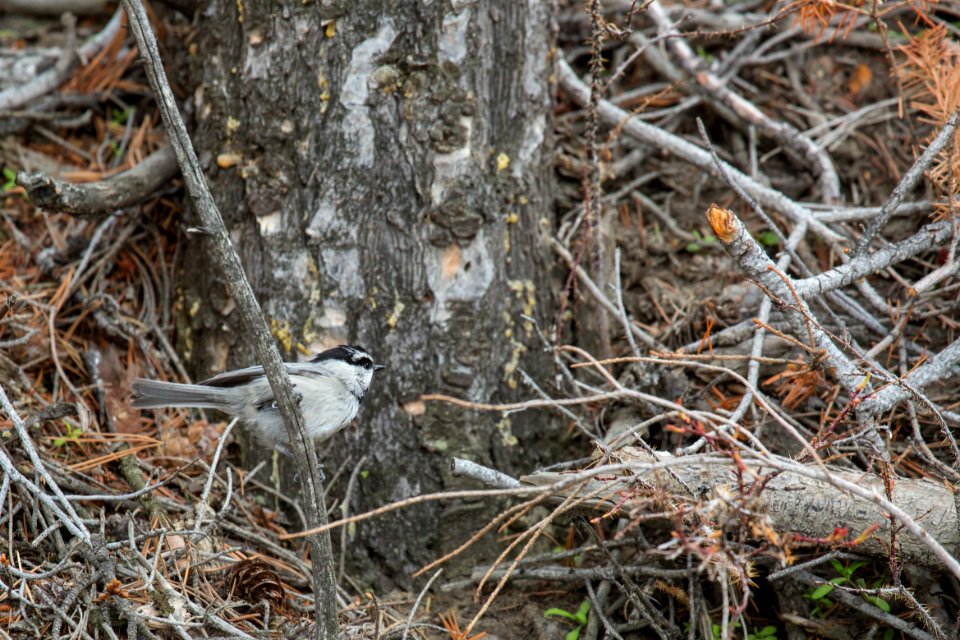 Mountain Chickadee
