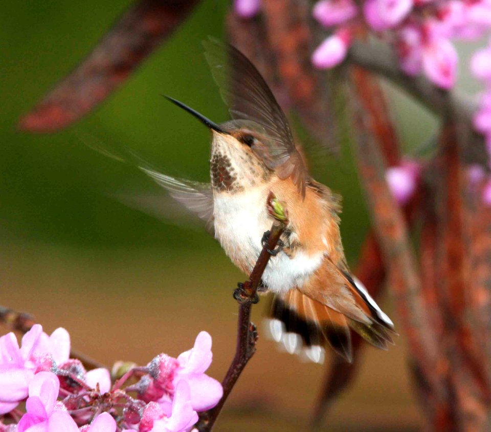 HUMMINGBIRD, selasphorus sp (3-20-09) canet rd -02