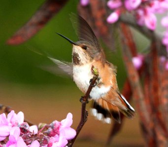 HUMMINGBIRD, selasphorus sp (3-20-09) canet rd -02