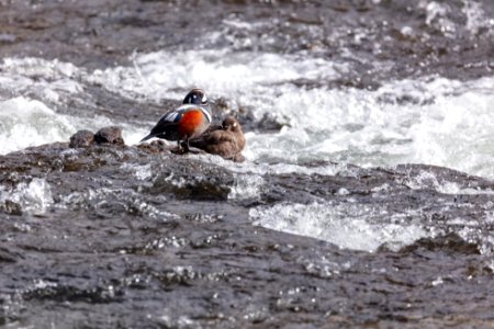 Harlequin ducks (Recurvirostra americana) at LeHardy Rapids (2)