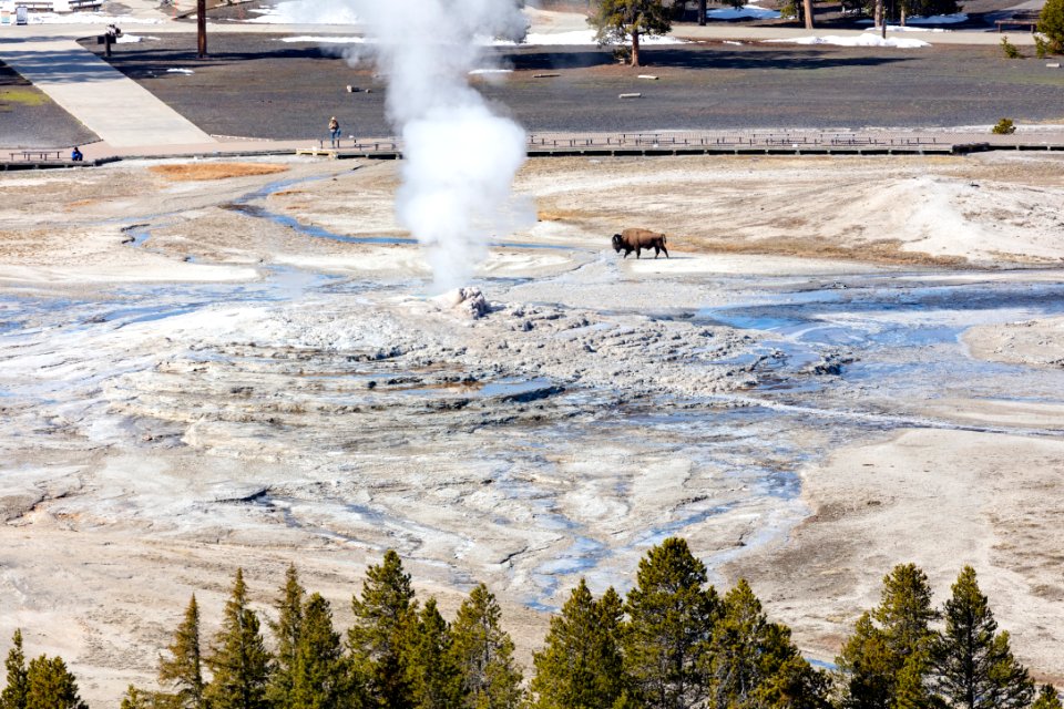 Bison walking near Old Faithful cone (1)