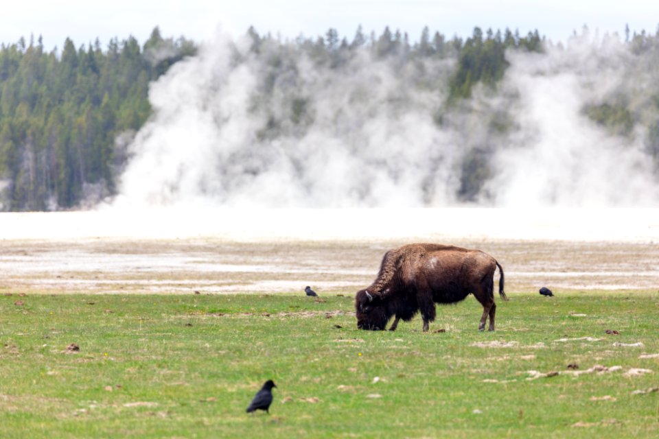 A bison grazes in Lower Geyser Basin