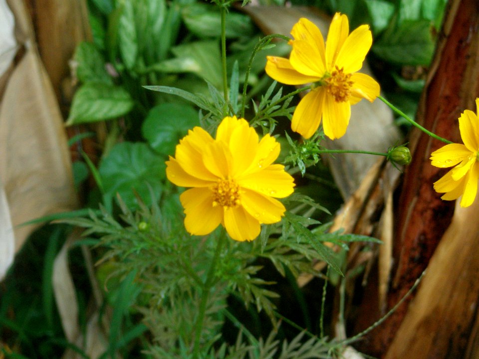 Cosmos sulphureus Cav., cambray, clavel de muerto