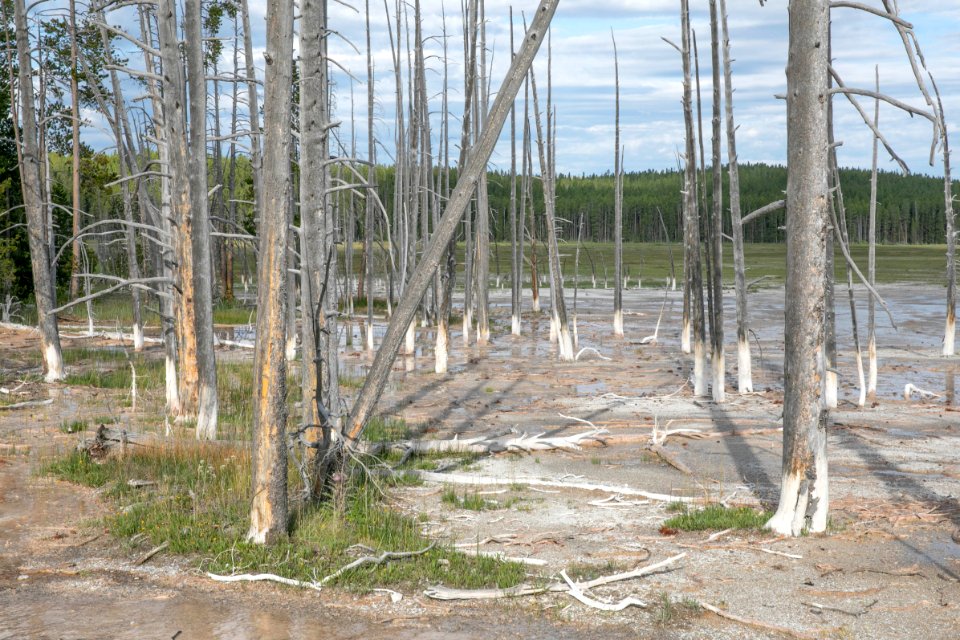 "Bobby socks trees" at Fountain Paint Pots