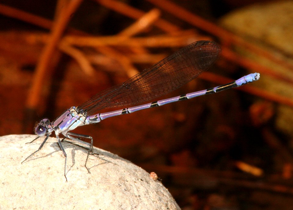 DANCER, TONTO (argia tonto) (6-21-09) cave creek cyn, az -01
